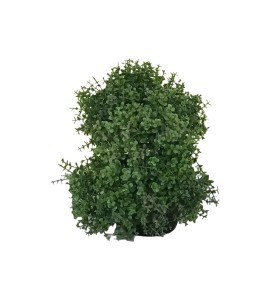 Yapay Çiçek Kiralama