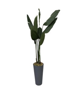 Strelitzia Reginae (Starliçe) Cennet Kuşu Çiçeği – Uzun Kiralama