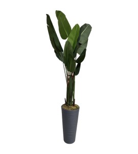 Strelitzia Reginae (Starliçe) Cennet Kuşu Çiçeği – Uzun Kiralama